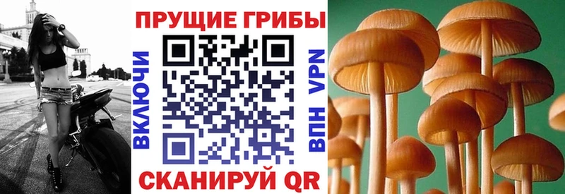 Галлюциногенные грибы Psilocybine cubensis Купить где Ладушкин